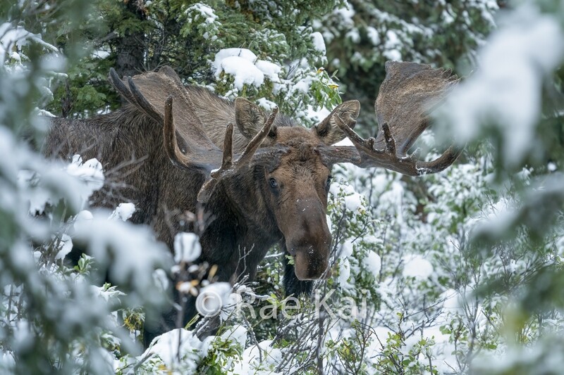 Snow Closeup Moose-Traditional Photo