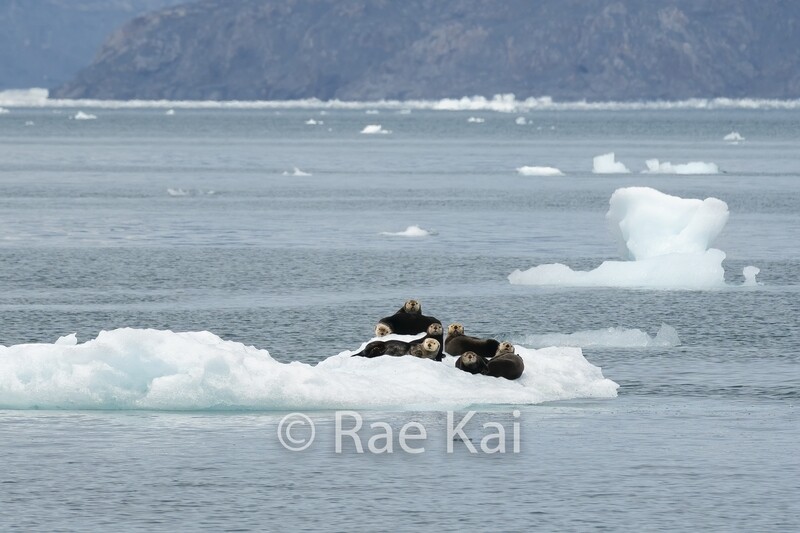 Iceberg Otters-Traditional Photo
