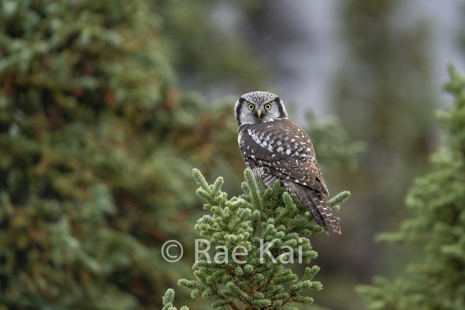Low Perch-Traditional Photo