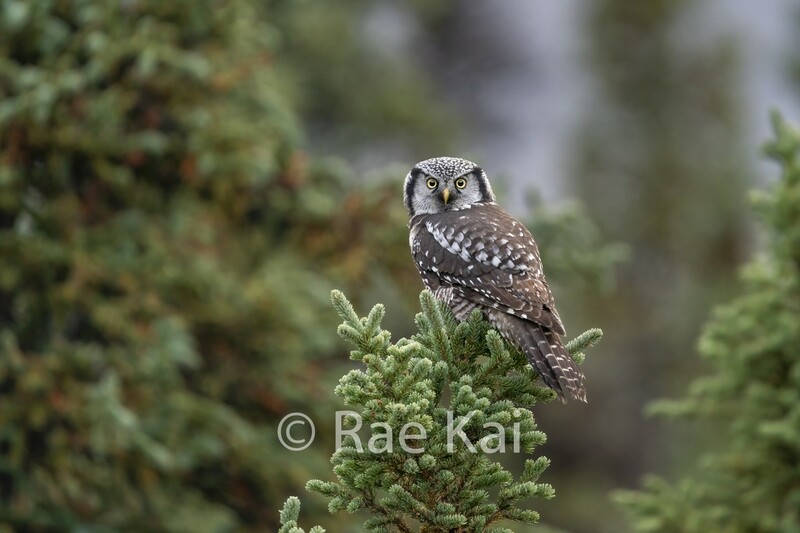 Low Perch-Traditional Photo