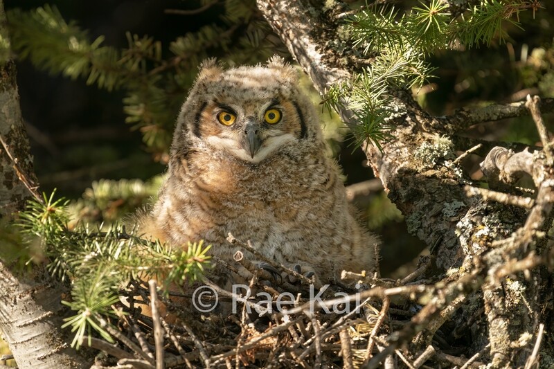 Great Horned Owlet-Traditional Photo