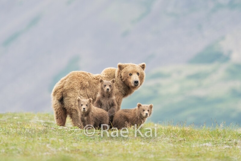 Mom &amp; 3 on Ridge-Traditional Photo