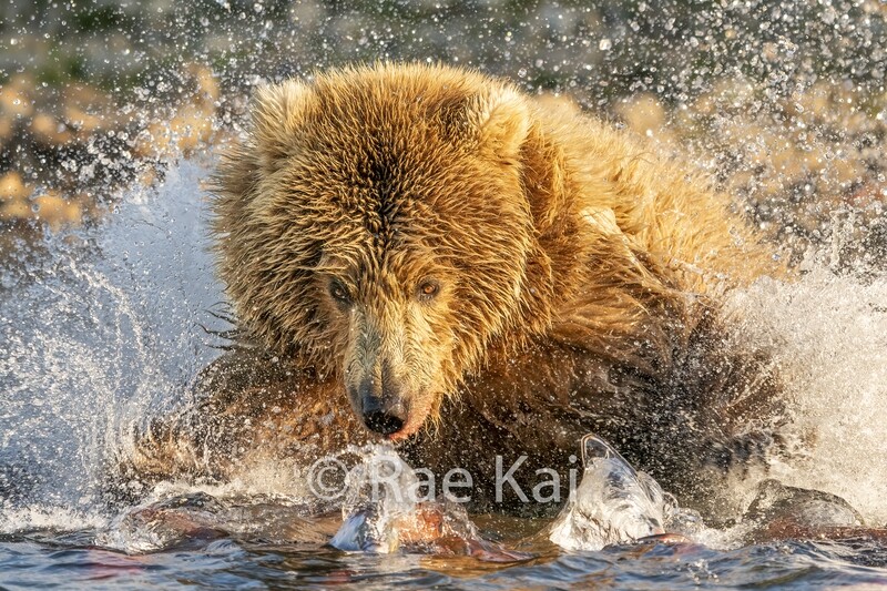 Golden Dive-Traditional Photo