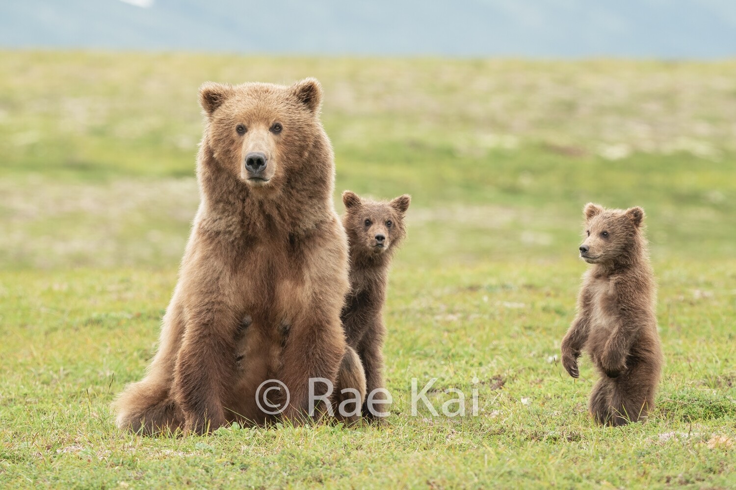 Curious Standing-Traditional Photo