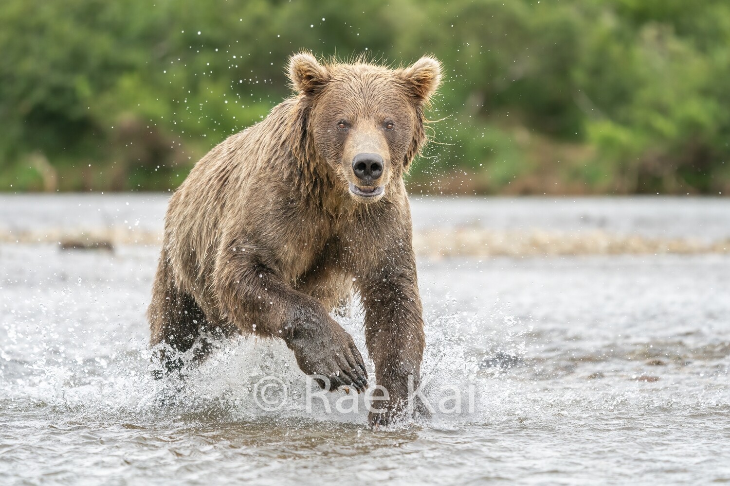 Fish Run-Traditional Photo