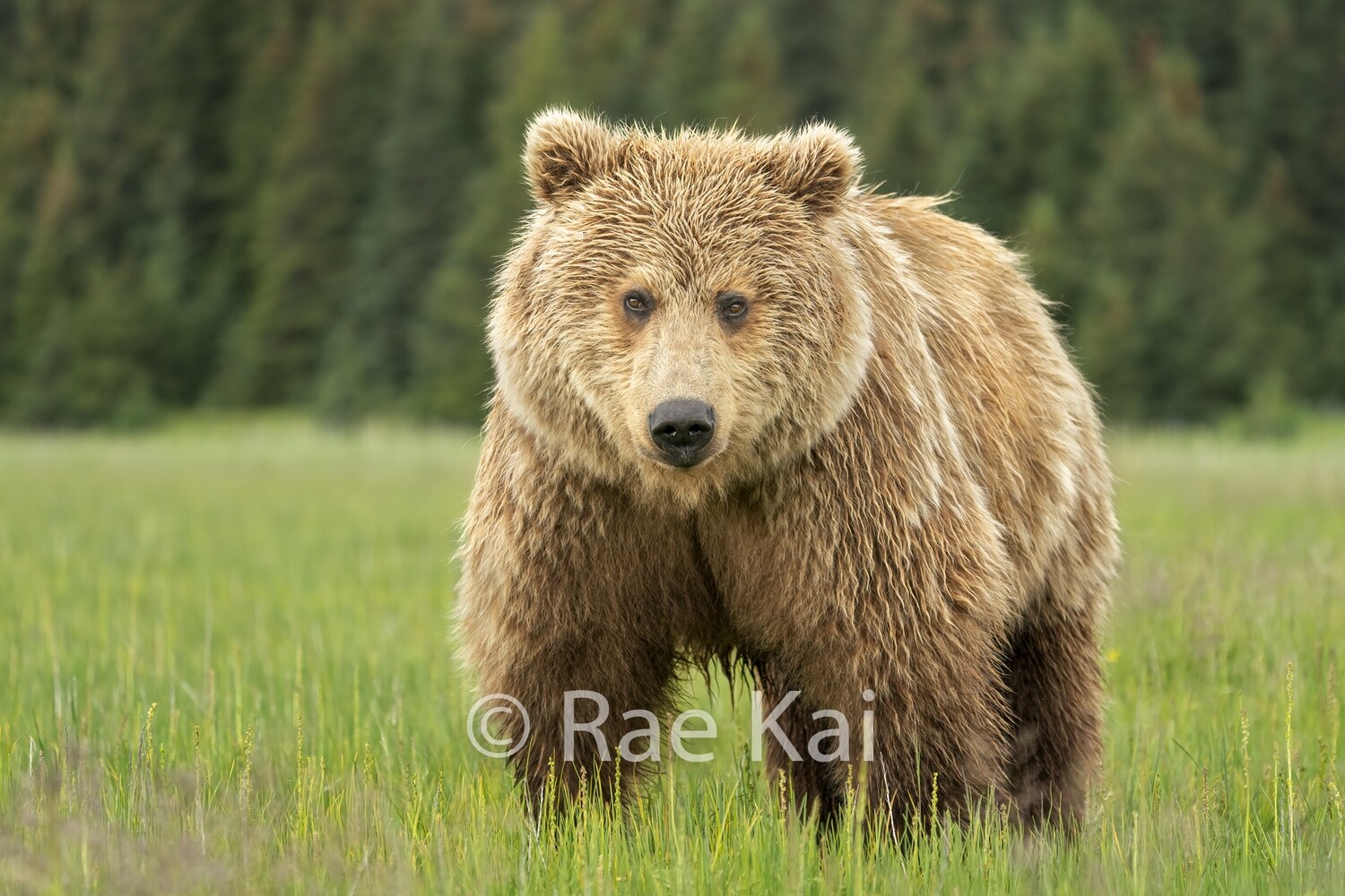 Grizzly Pretty Look-Traditional Photo
