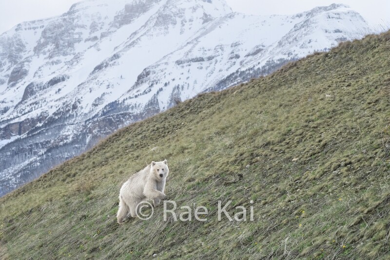 Scenic White Bear-Traditional Photo