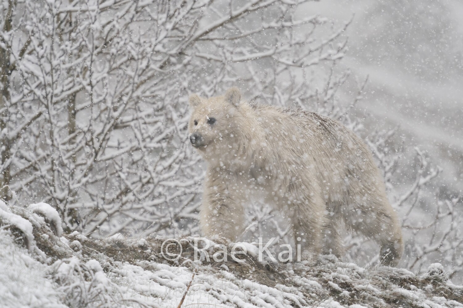 Rare White Grizzly Bear Snow Scene-Traditional Photo