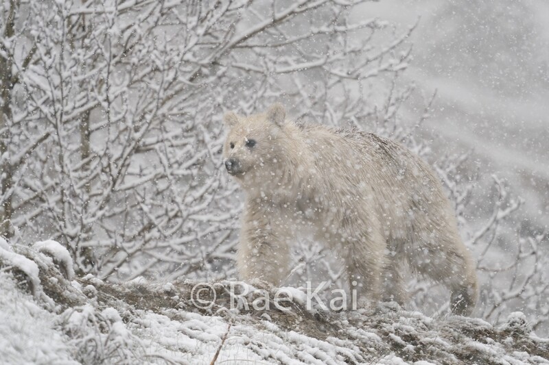 Rare White Grizzly Bear Snow Scene-Traditional Photo