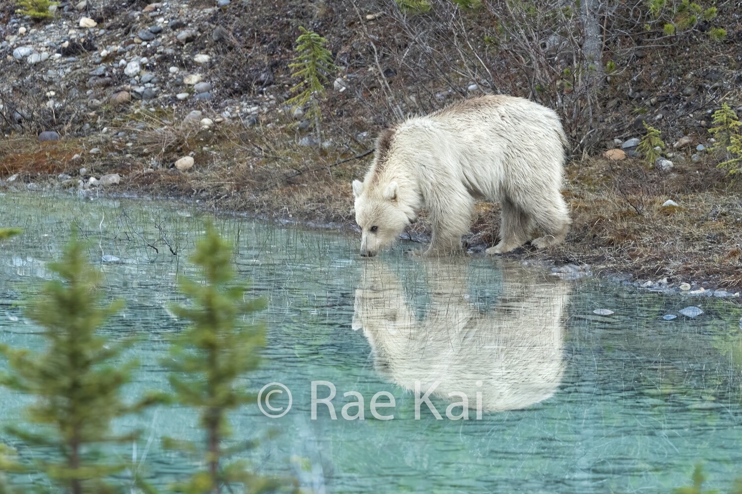 White Grizzly Bear Teal Reflection-Traditional Photo