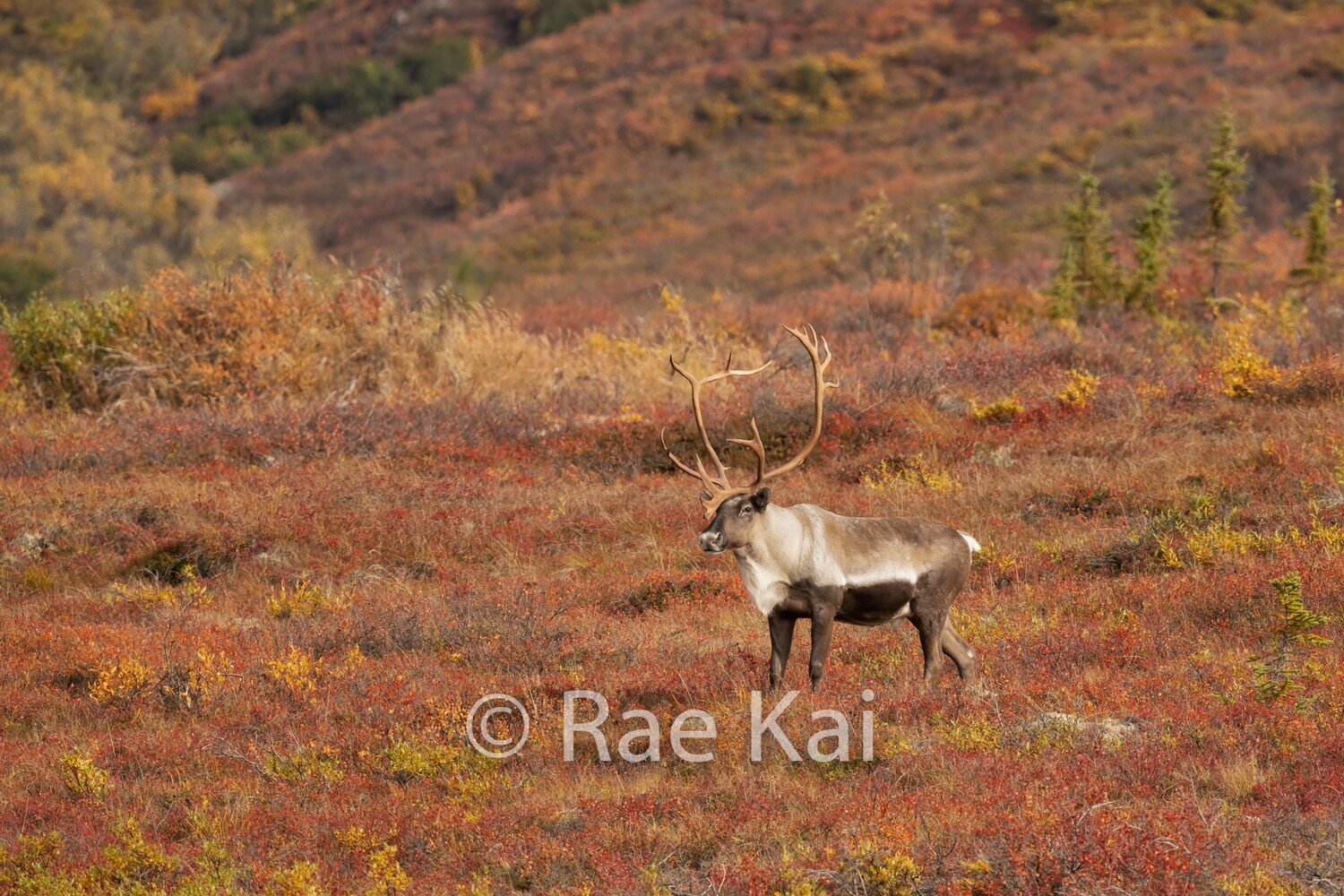 Fall Tundra Scene Caribou-Traditional Photo