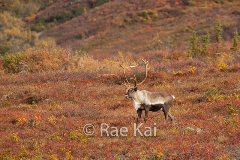 Fall Tundra Scene Caribou-Traditional Photo