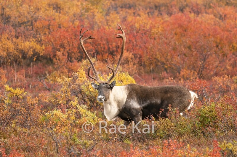 Caribou Fall Closeup-Traditional Photo