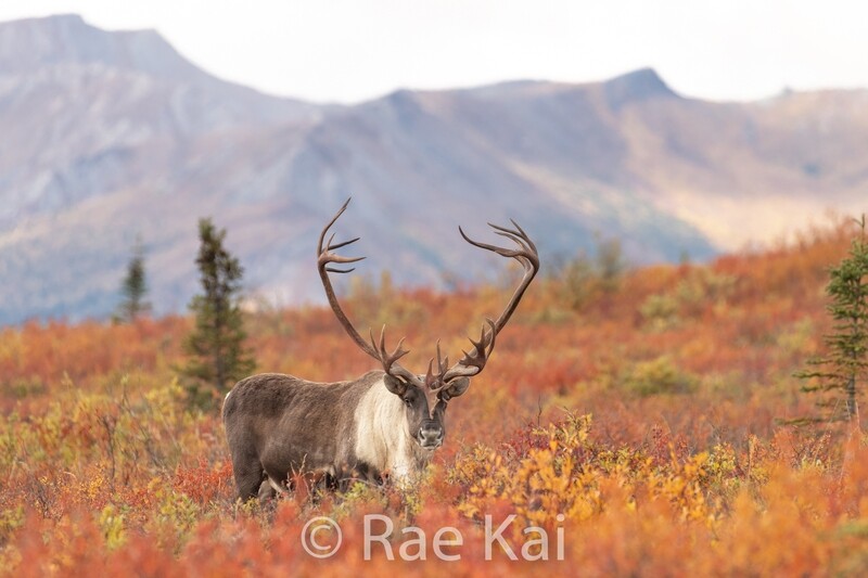 Autumn Caribou-Traditional Photo