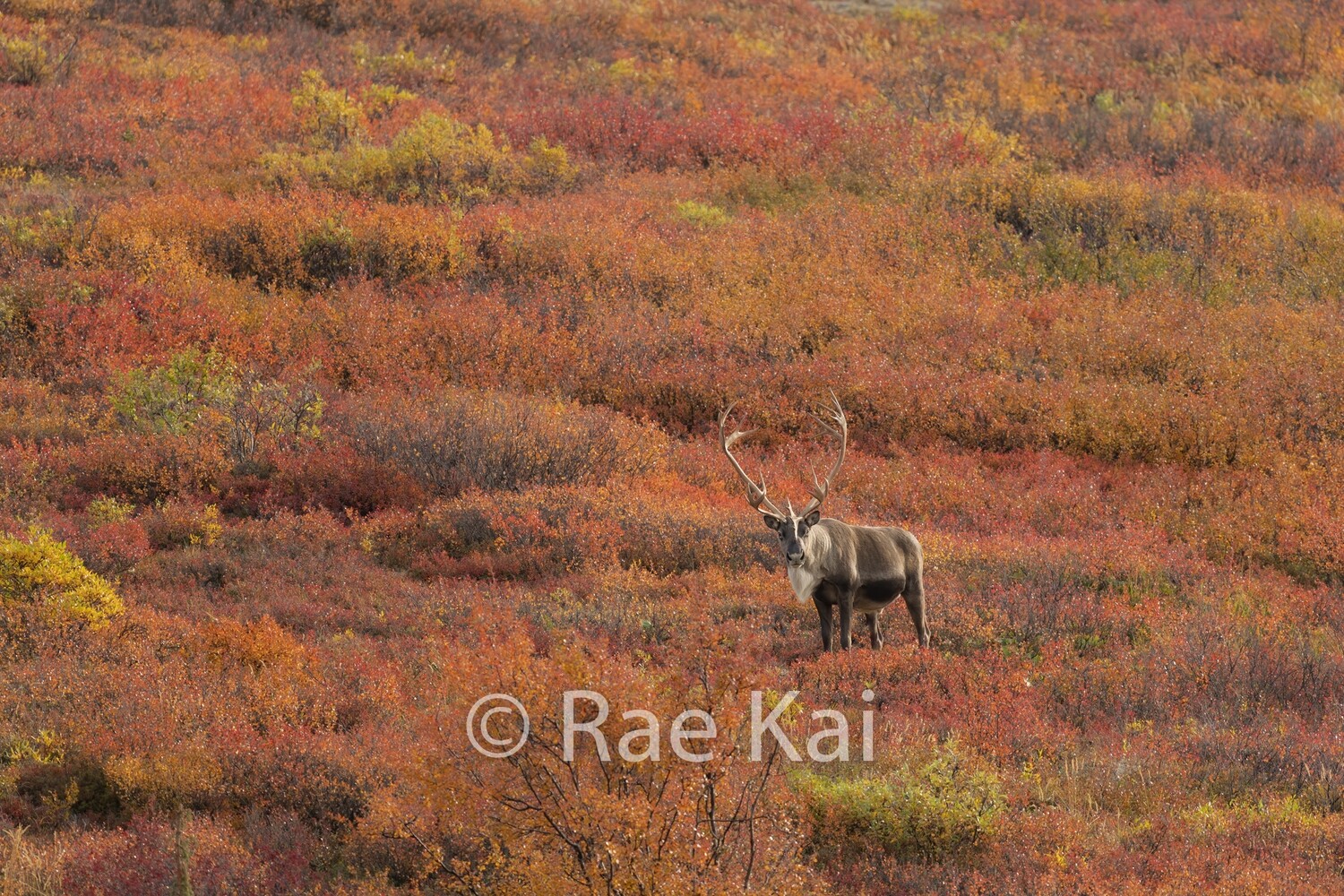 Fall Field-Traditional Photo
