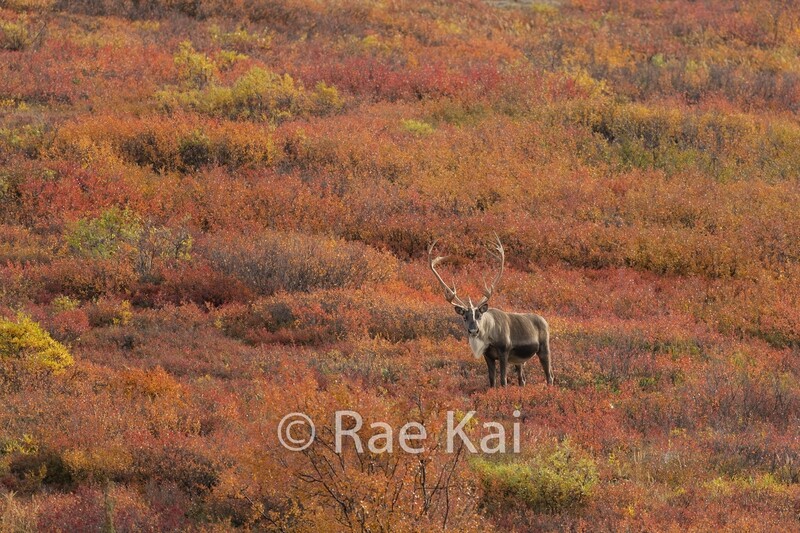 Fall Field-Traditional Photo