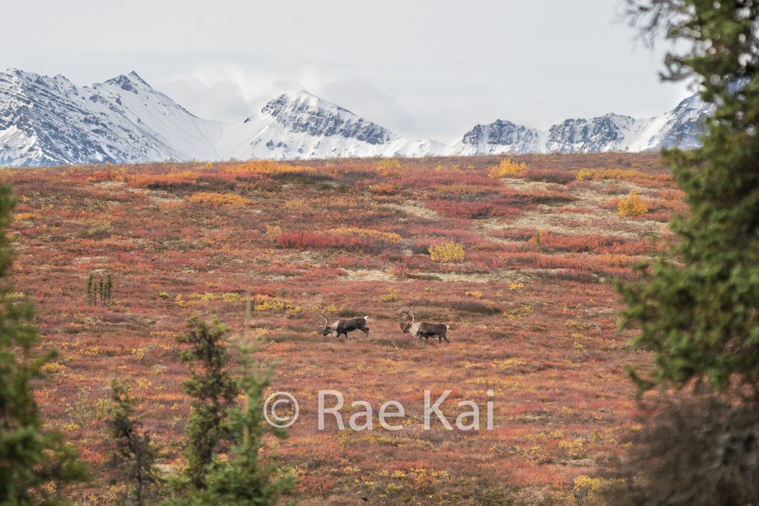 Caribou Through the Trees-Traditional Photo