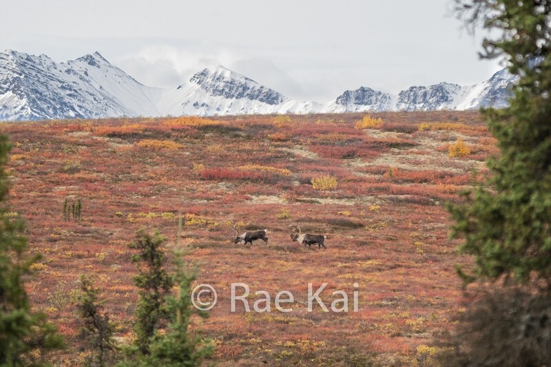 Caribou Through the Trees-Traditional Photo