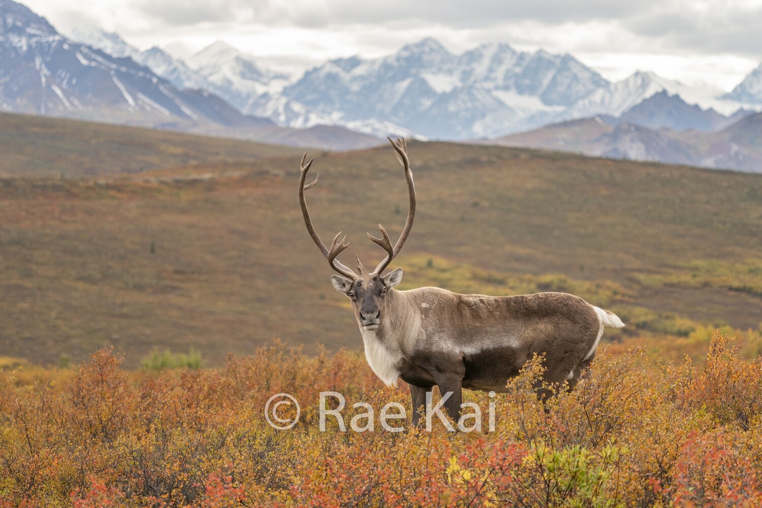 Mountain Keeper-Traditional Photo