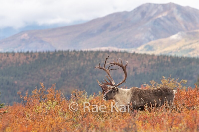Autumn Layers-Traditional Photo