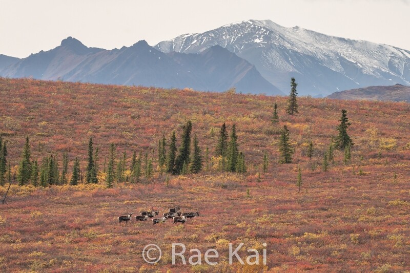 Herd Movement-Traditional Photo