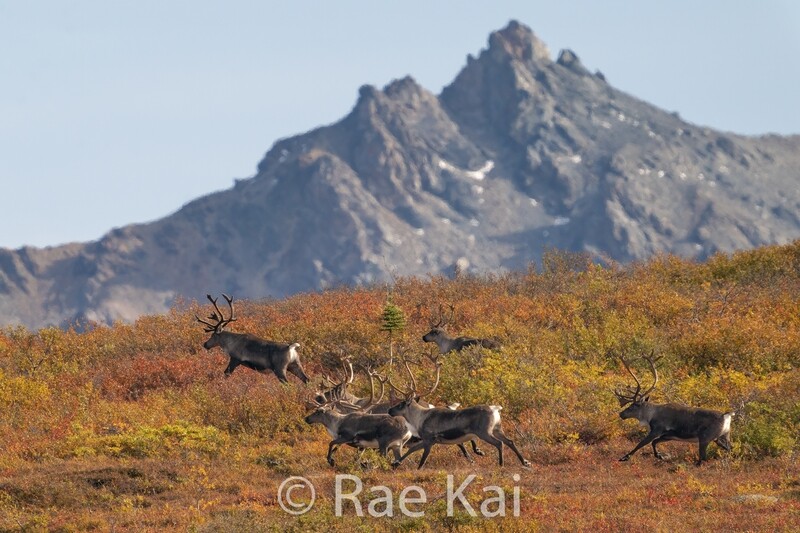 Running Herd-Traditional Photo