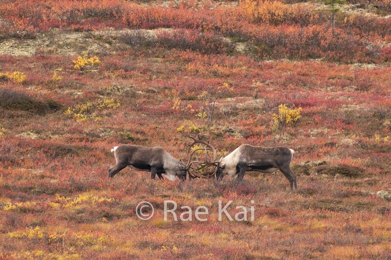 Sparring Caribou-Traditional Photo
