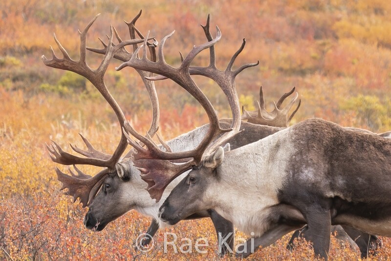 Antler Movement-Traditional Photo