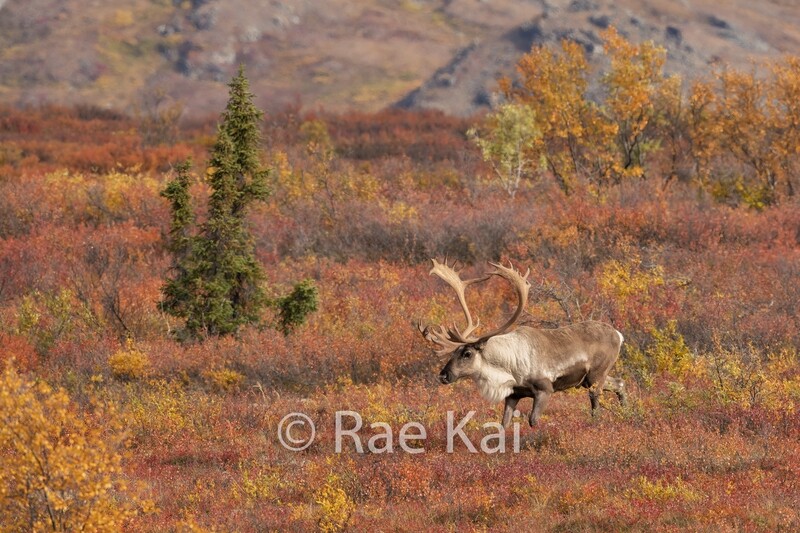Running Through Fall-Traditional Photo