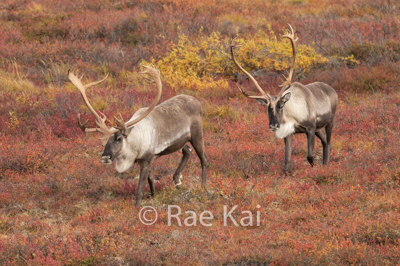 Caribou Fall Following-Traditional Photo