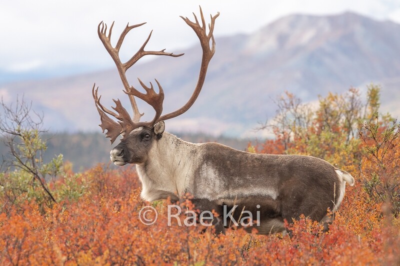 Regal Caribou-Traditional Photo