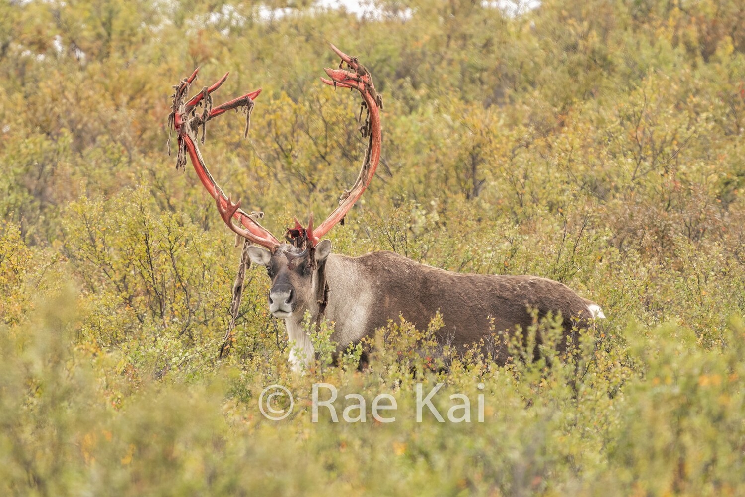 Caribou Shed-Traditional Photo