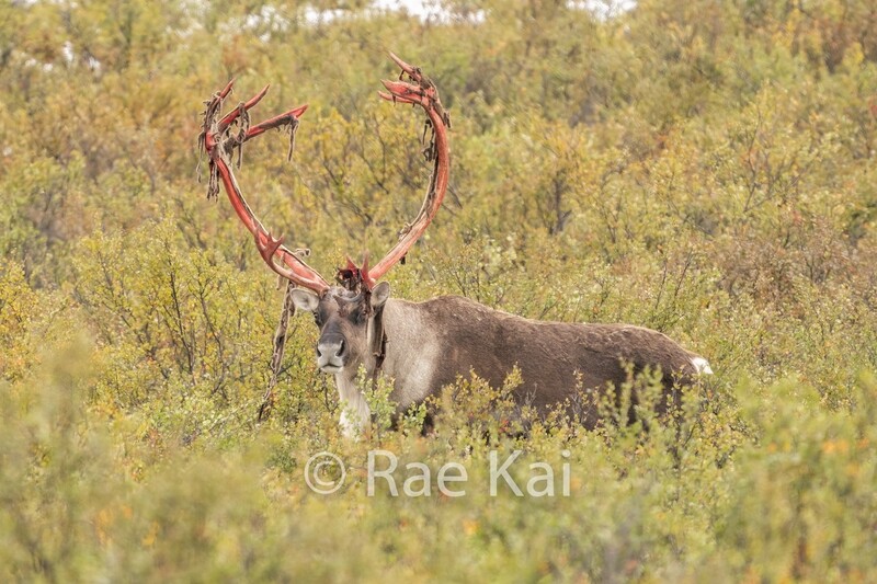 Caribou Shed-Traditional Photo
