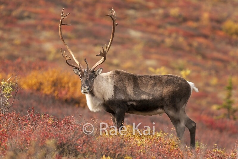 Fall Ridge Look-Traditional Photo