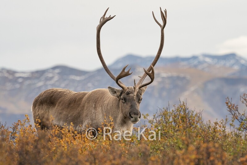 Tundra Look Over-Traditional Photo