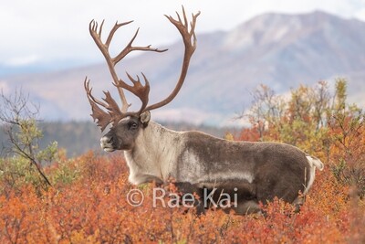Caribou / Pronghorn