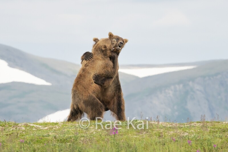 Bear Dance-Traditional Photo