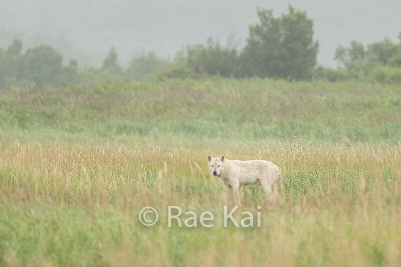 White Wolf-Traditional Photo