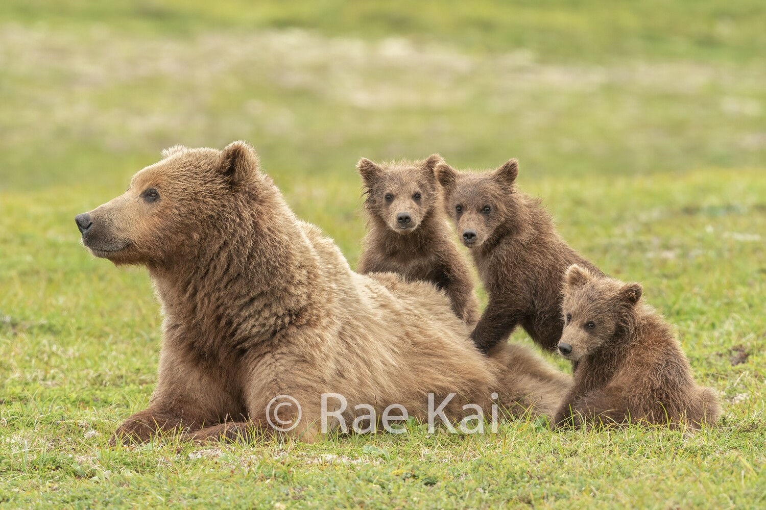 Family Lookout-Traditional Photo