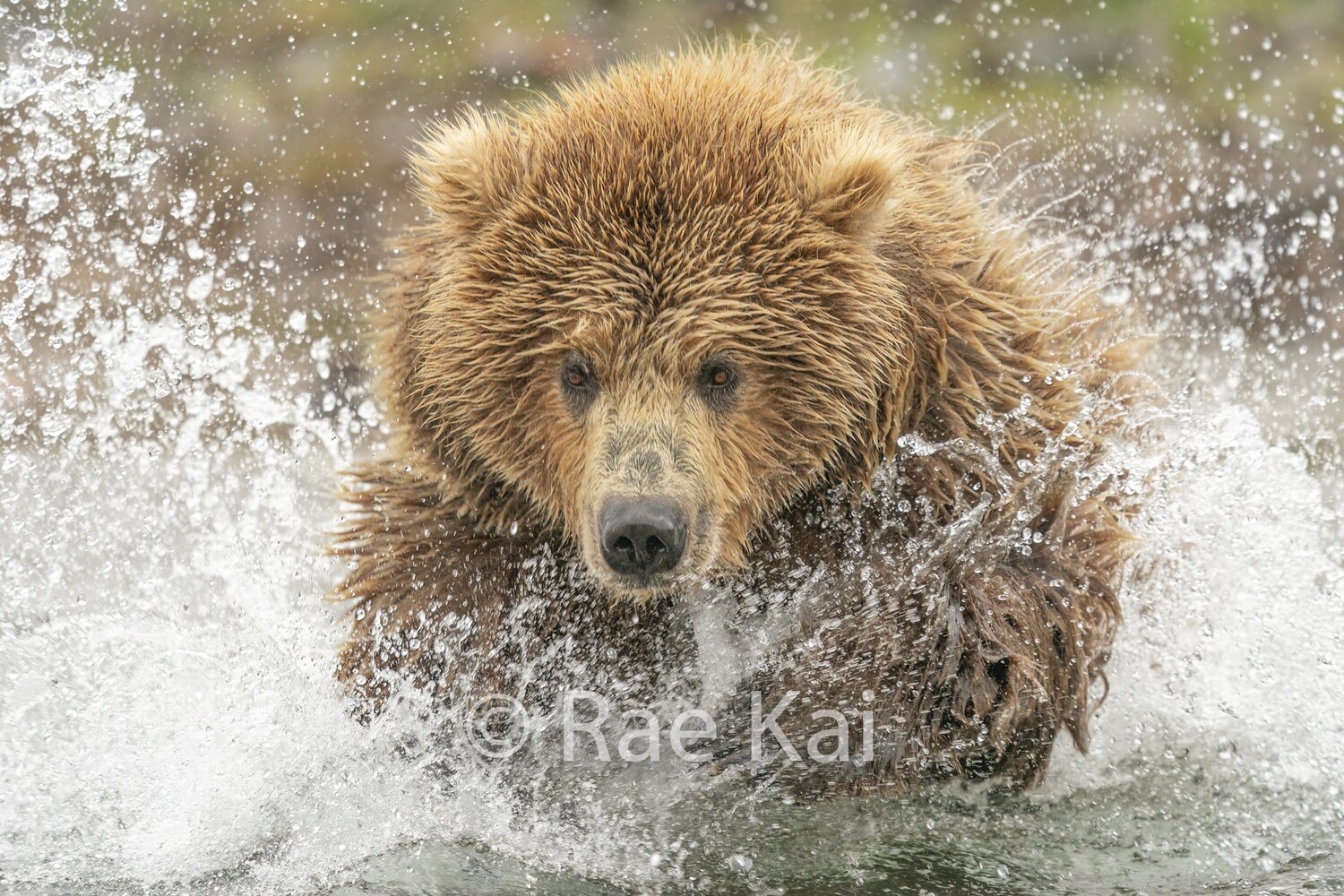 Close Call-Traditional Photo