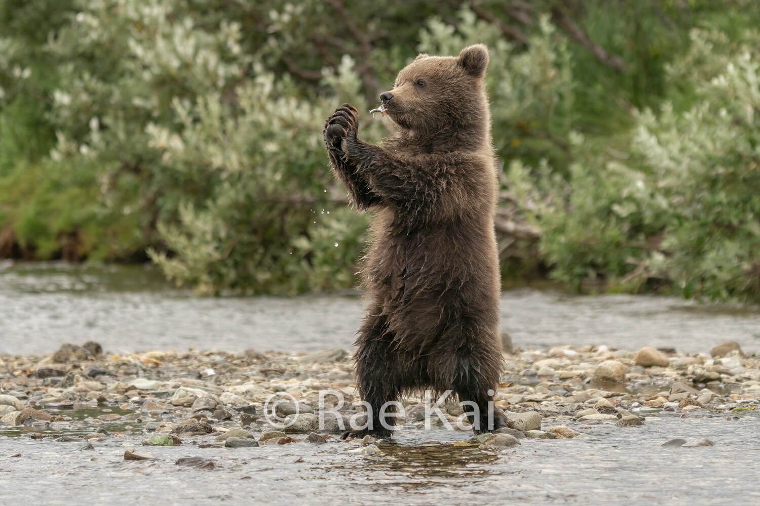 Fish Clap-Traditional Photo