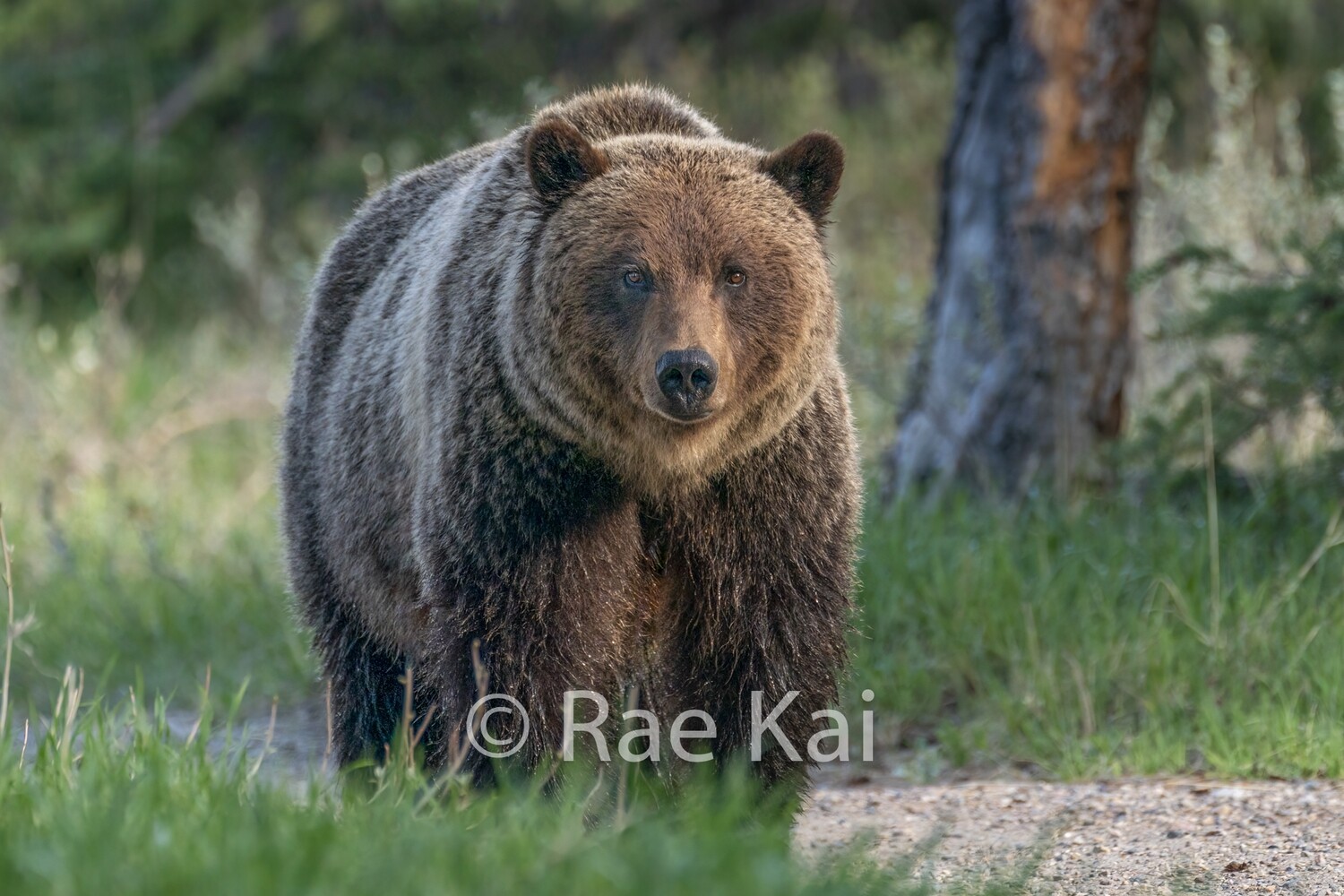 Grizzly Pause-Traditional Photo