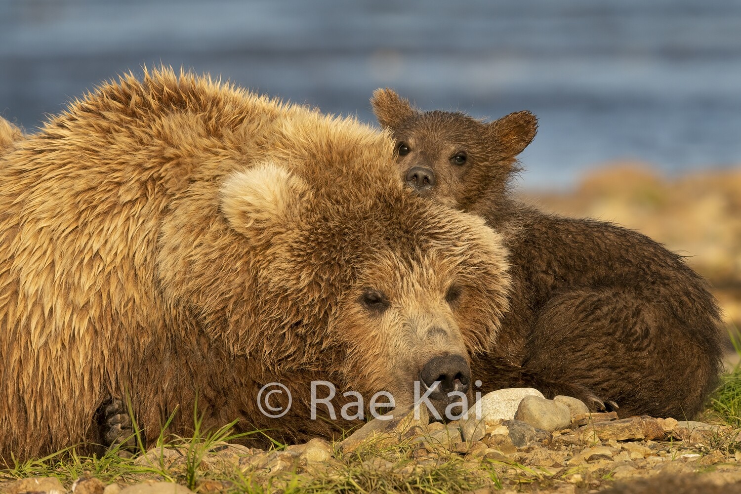 Evening Rest-Traditional Photo