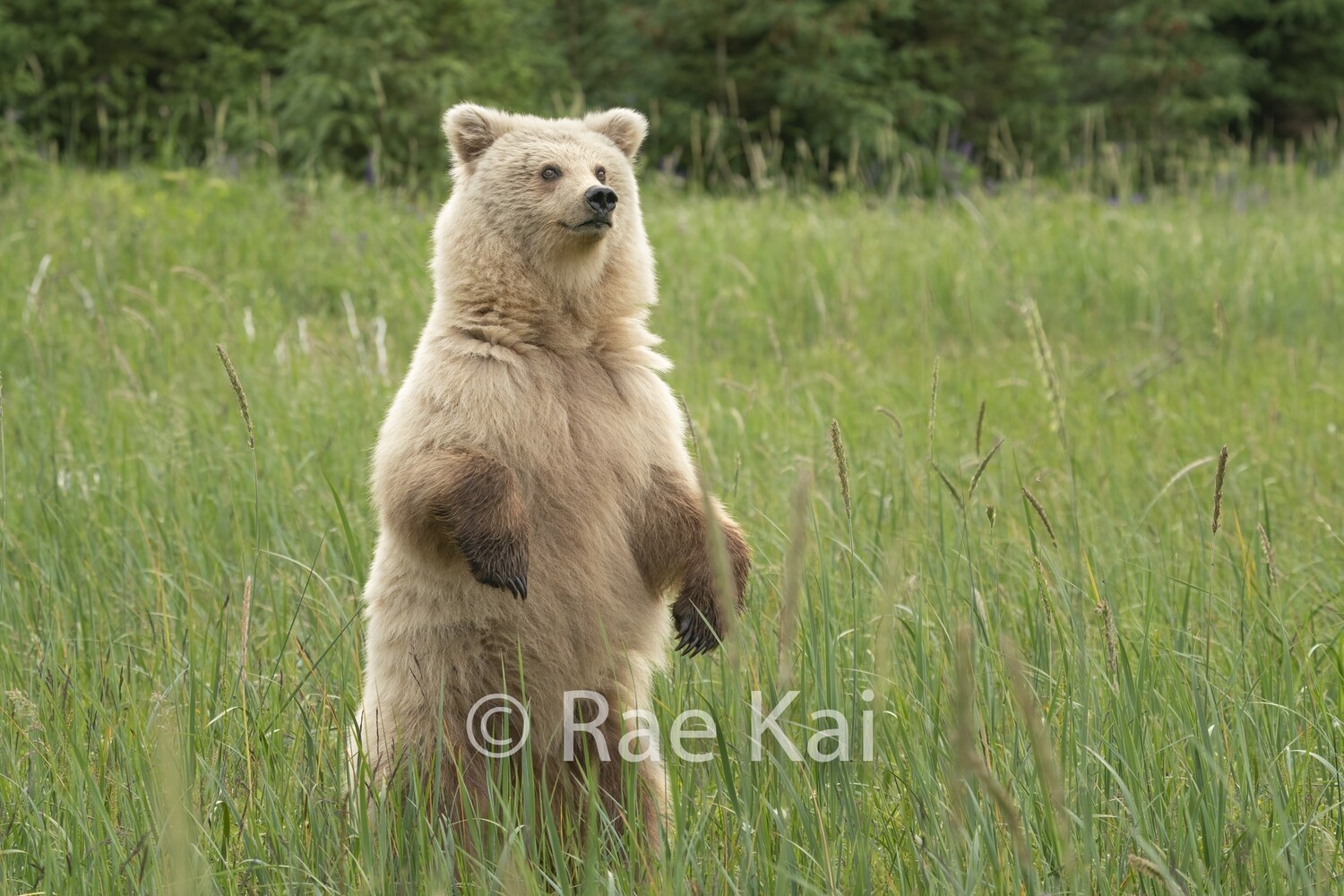 Blond Stand-Traditional Photo