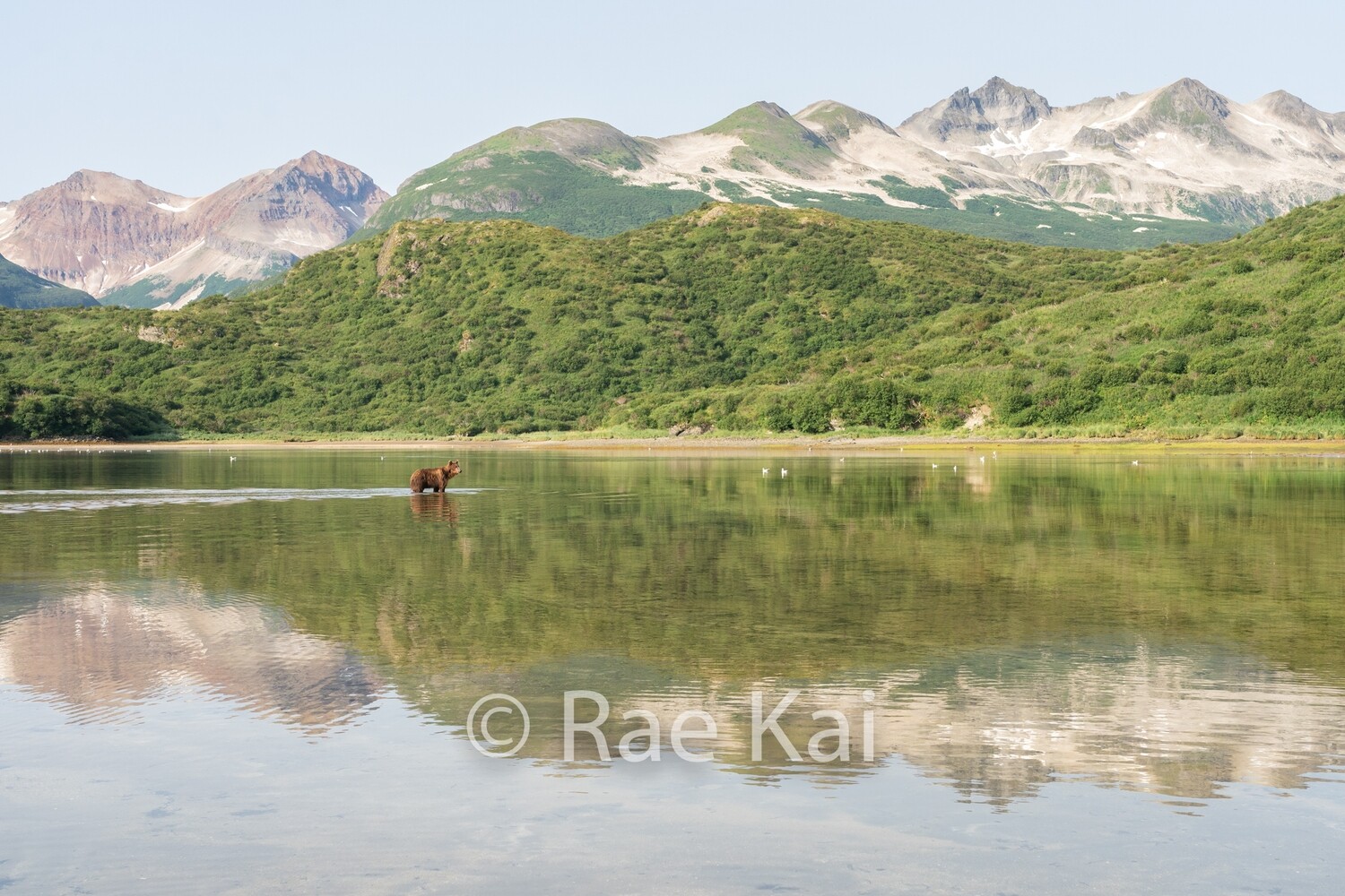 Brown Bear Reflection-Traditional Photo