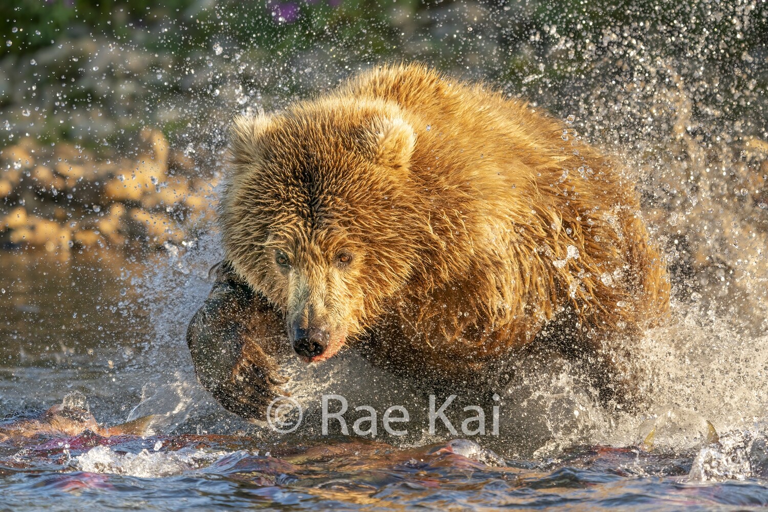 Salmon Dive-Traditional Photo