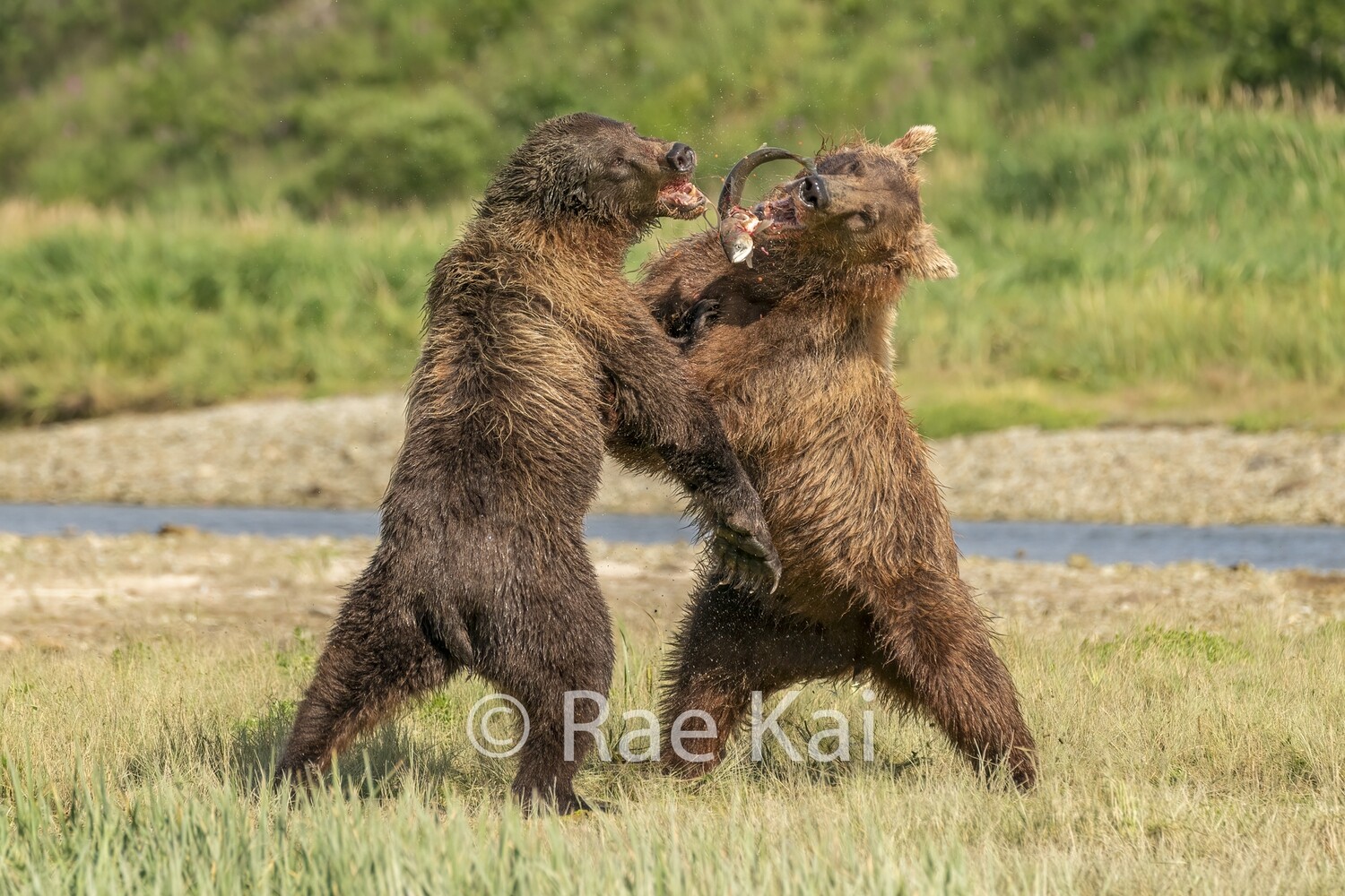 Fish Fight-Traditional Photo