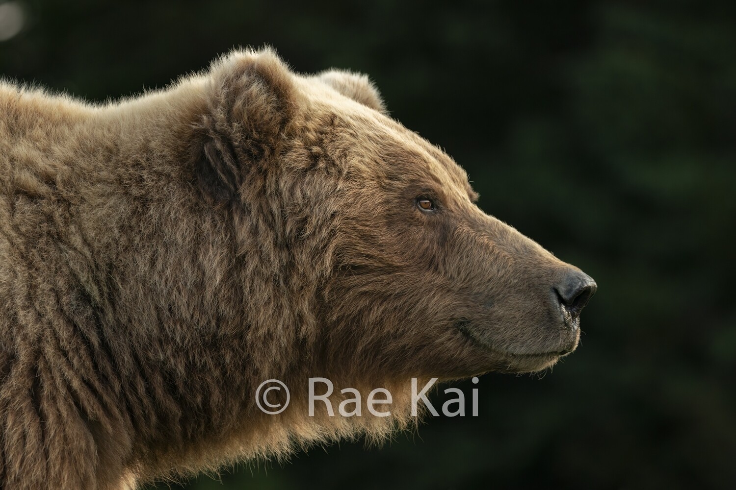 Rim Glow-Traditional Photo