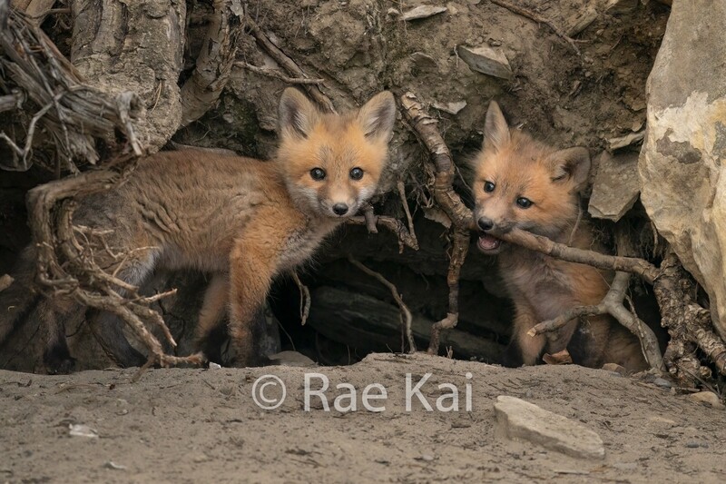 Kit Play-Traditional Photo