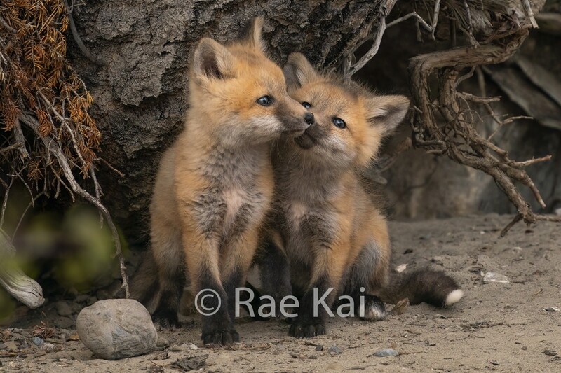 Kit Kiss-Traditional Photo